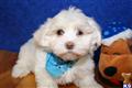 Havanese